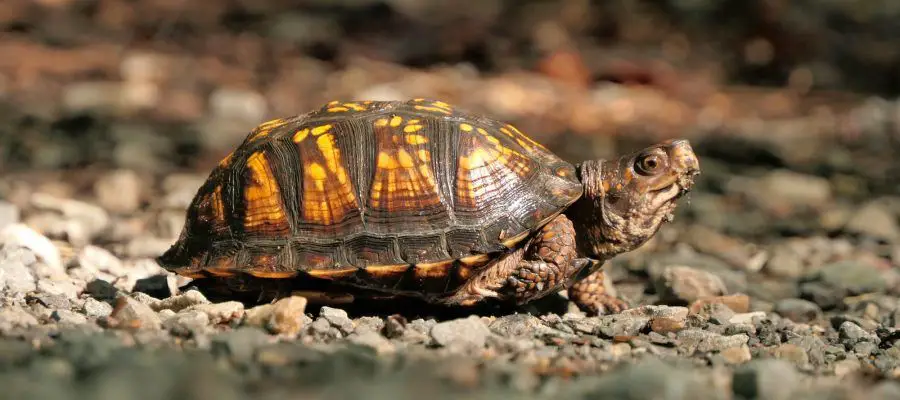 brown and black turtle on ground
