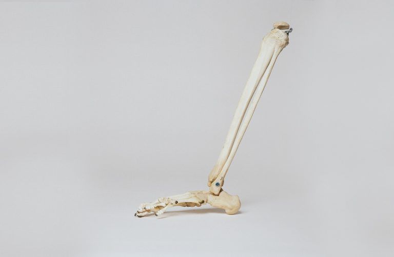 human leg skeleton